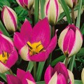 Тюльпаны видовые (7)